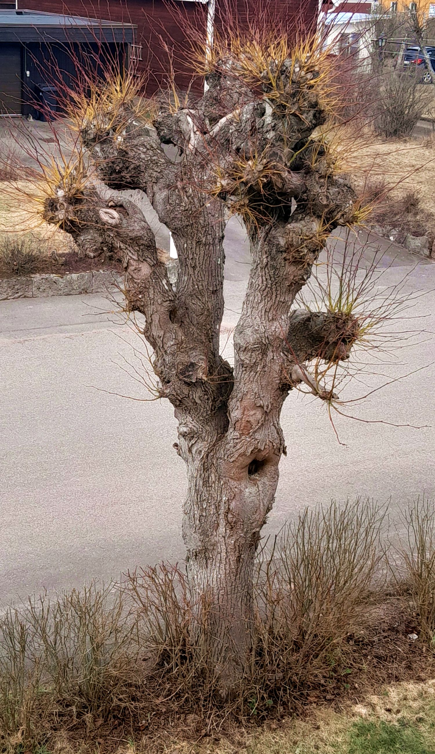 Parklind, ett år efterhamling, 2026