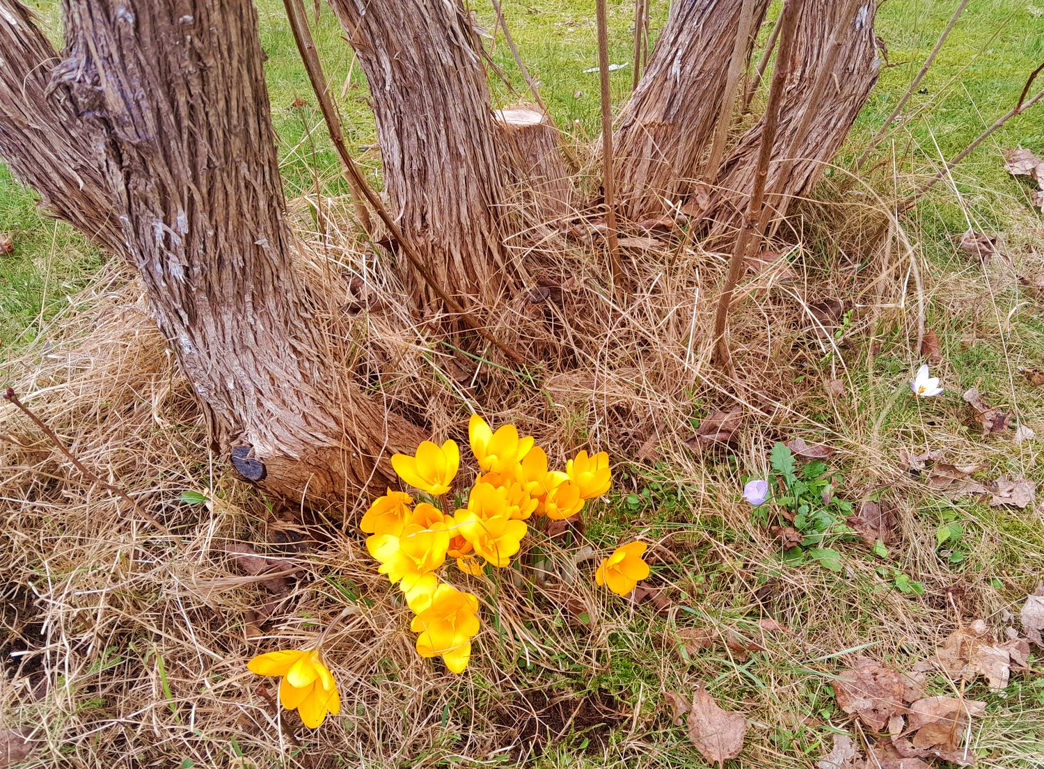 Krokus, vårtecken 2026